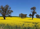Bin 20 Rear (Skate Park) Canola Field V. Stockton.jpg