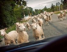 3. Livestock on road.jpg
