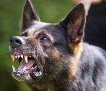 3. Snarling dog - put in dog attacks_0.jpg