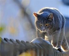 3. Wandering cat.jpg