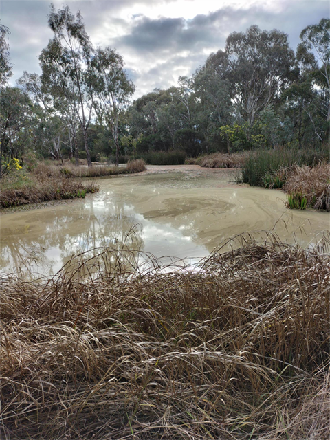 Image - Breathing new life into Mullum Wetlands.png