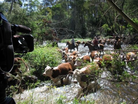 Filming Image cows in river.jpg