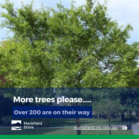 Council street trees fb tile.png
