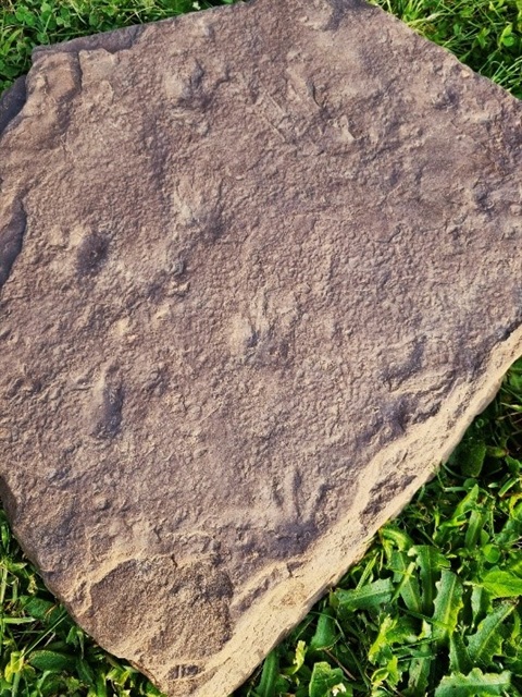 reptile fossil.jpg