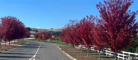 tree.JPG