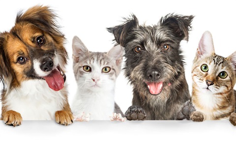two_cats_two_dogs-image800x500-crop.jpg