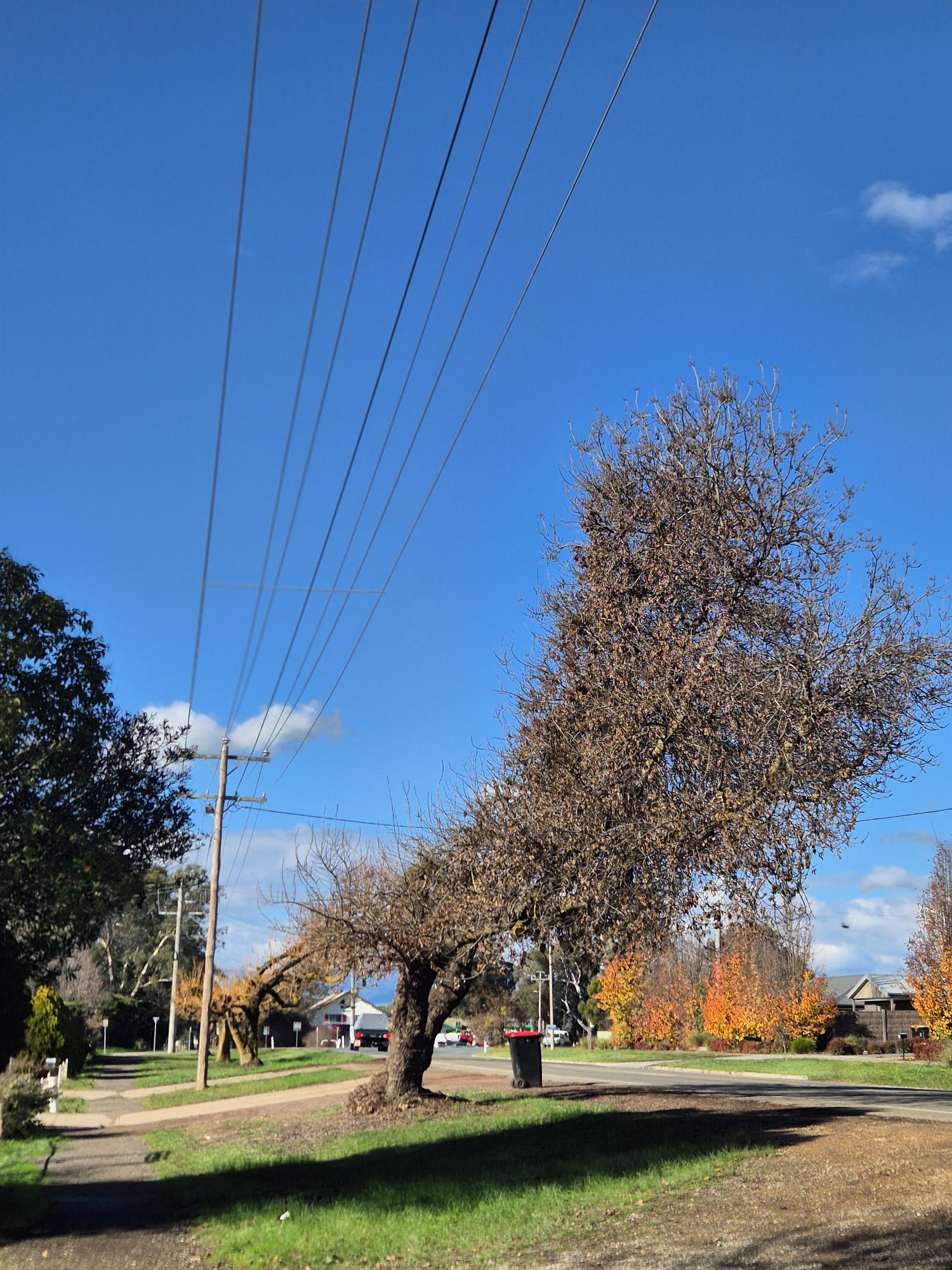 Damaged street tree