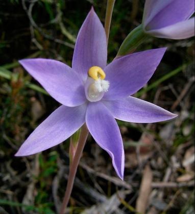 Sun Orchid