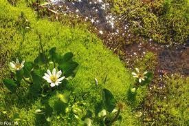 Alpine Marsh Marigold