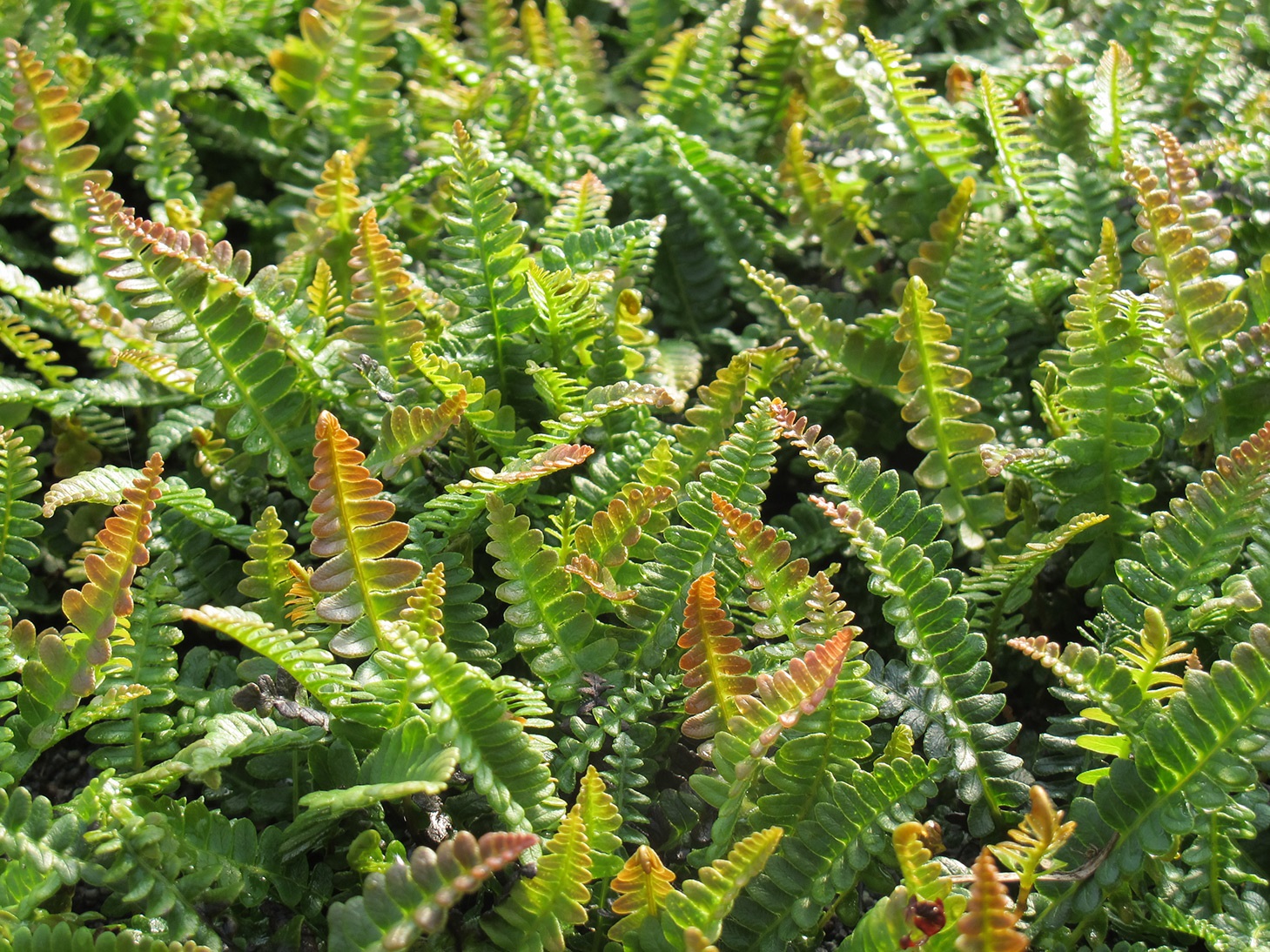 Alpine Water Fern