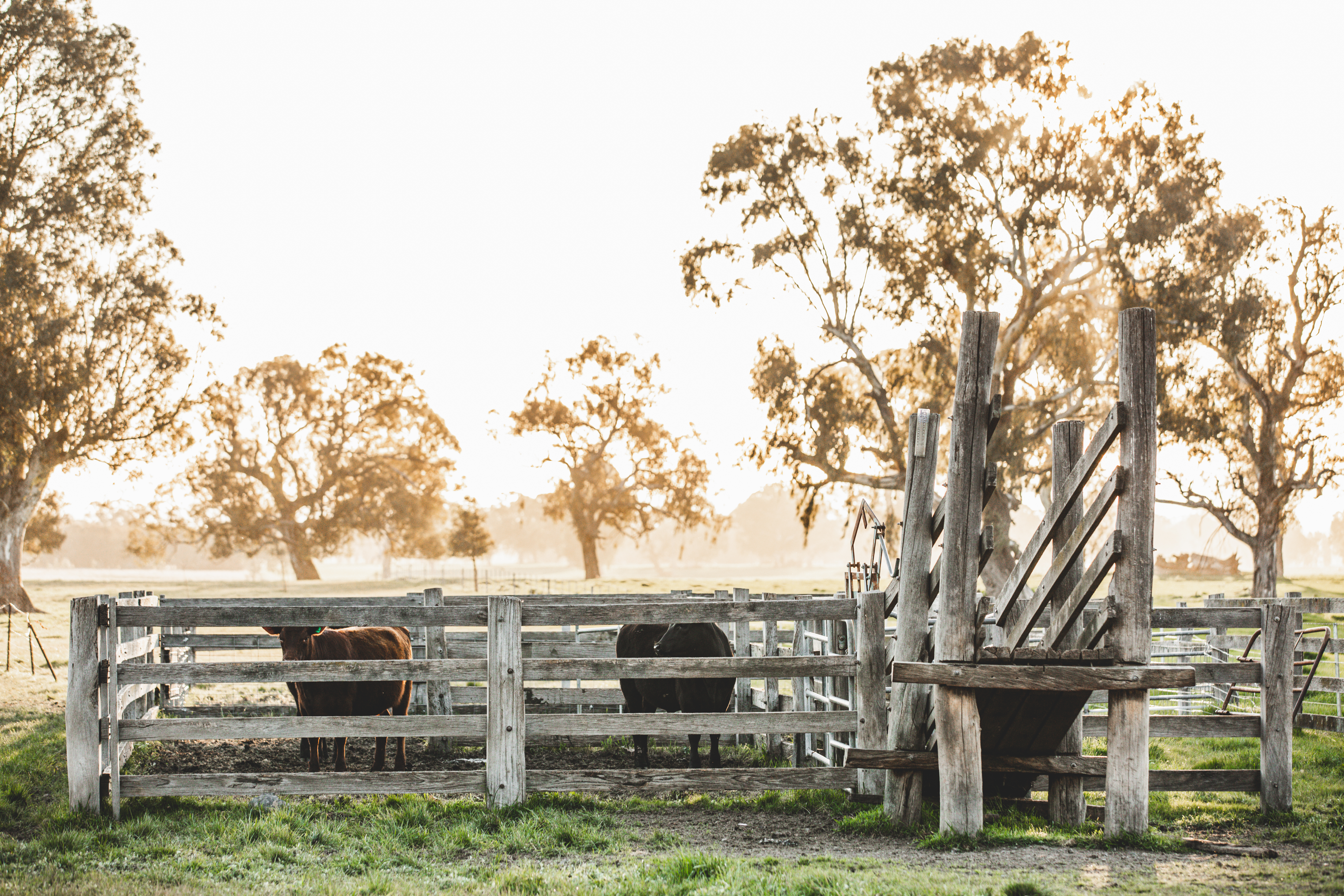 bin-14-rear-95-97-high-st-cattle-s.hughes-copy