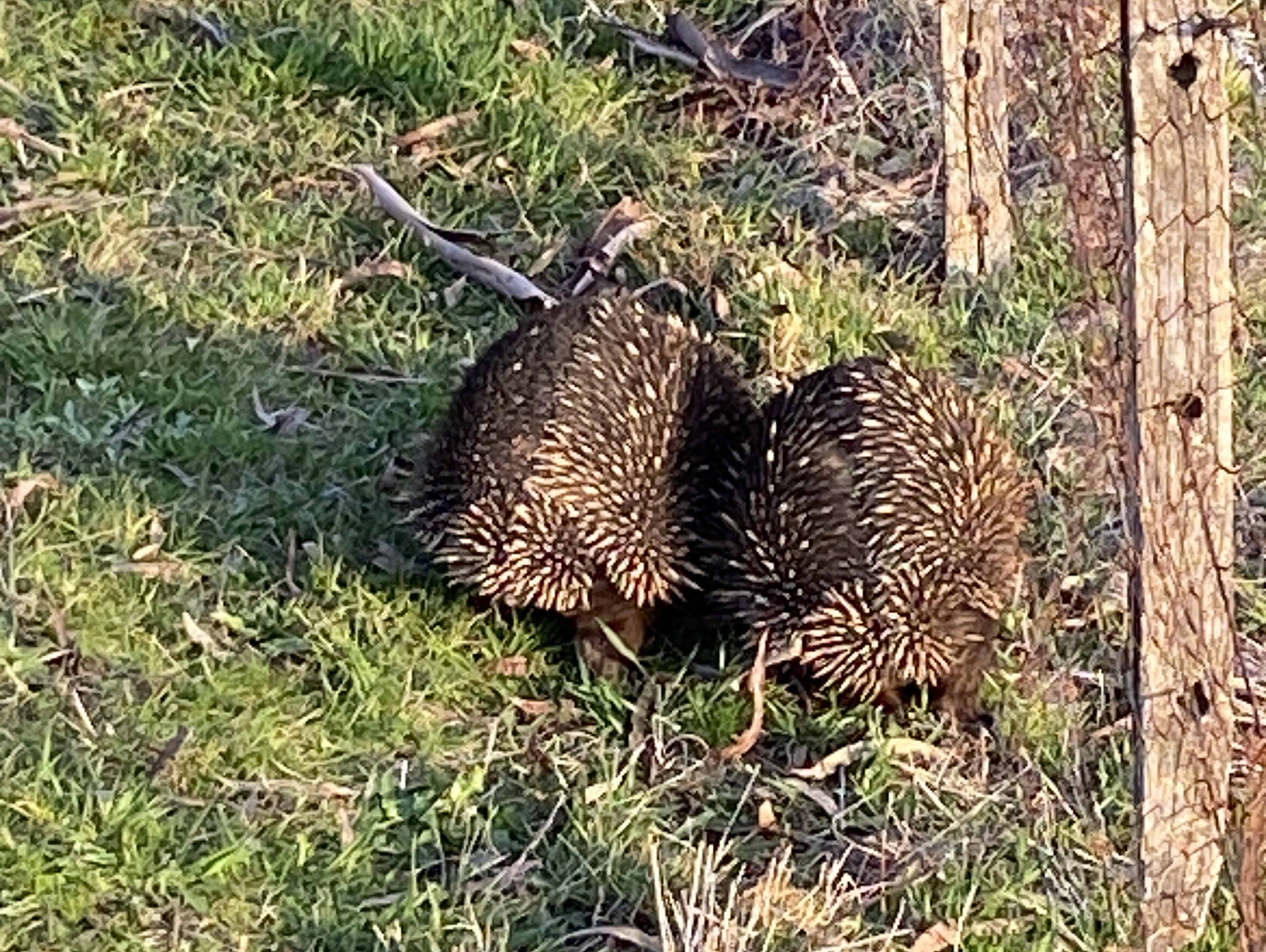 bin-2-side-29-high-st-echidnas-k.ruddick_1