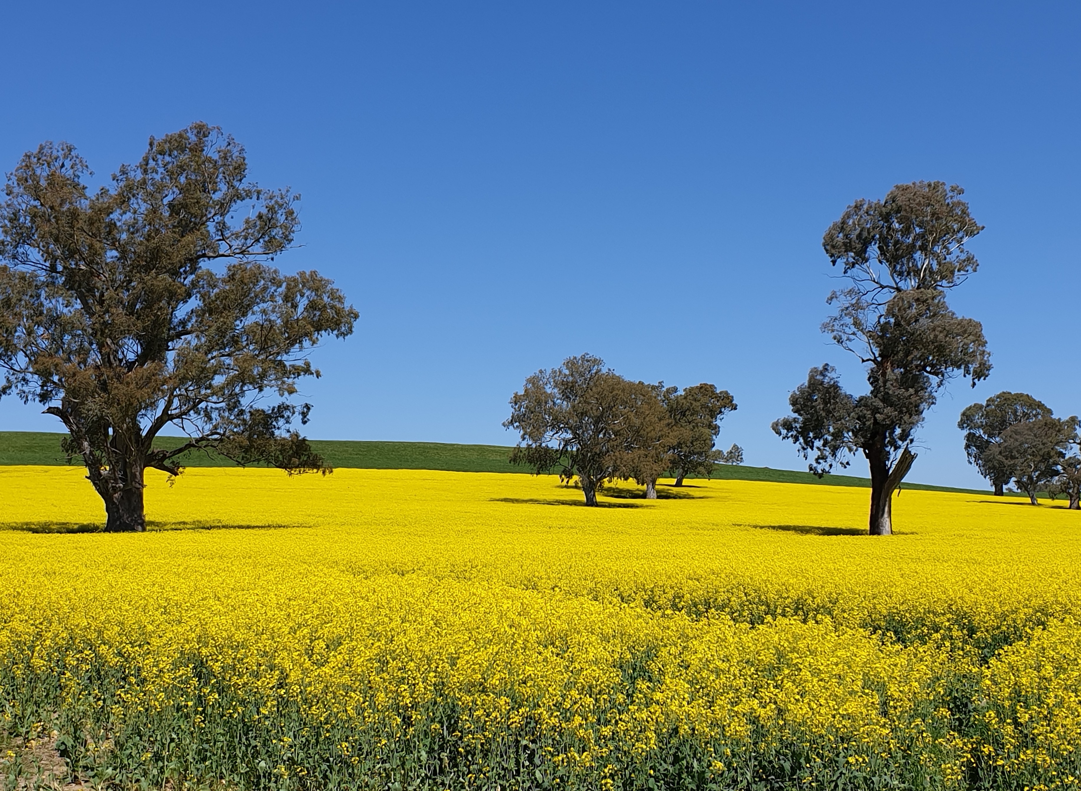 bin-20-rear-skate-park-canola-field-v.-stockton_1