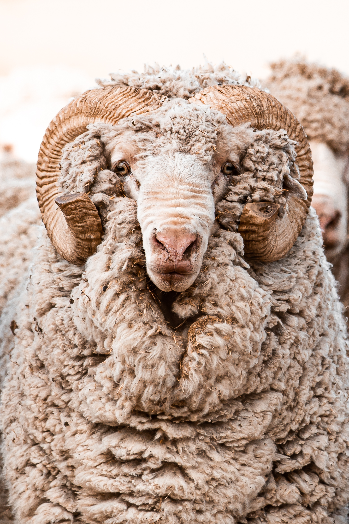 bin-5-side-3-eisners-lane-sheep-s.hughes