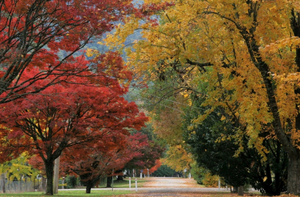 parks-gardens
