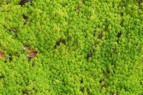 Sphagnum Moss