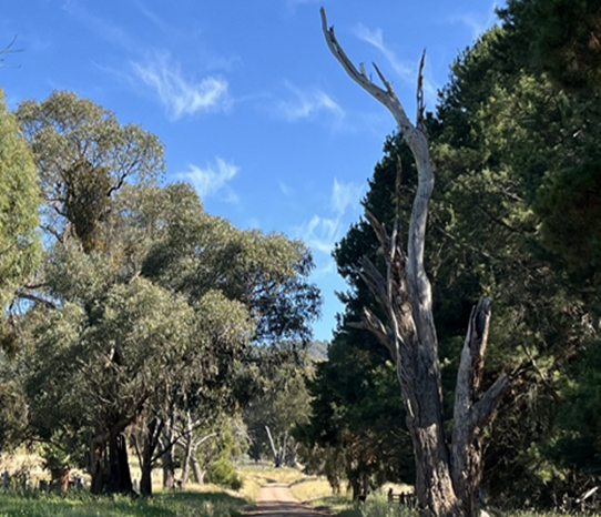 Image - Dangerous tree, Gonzaga Lane.png
