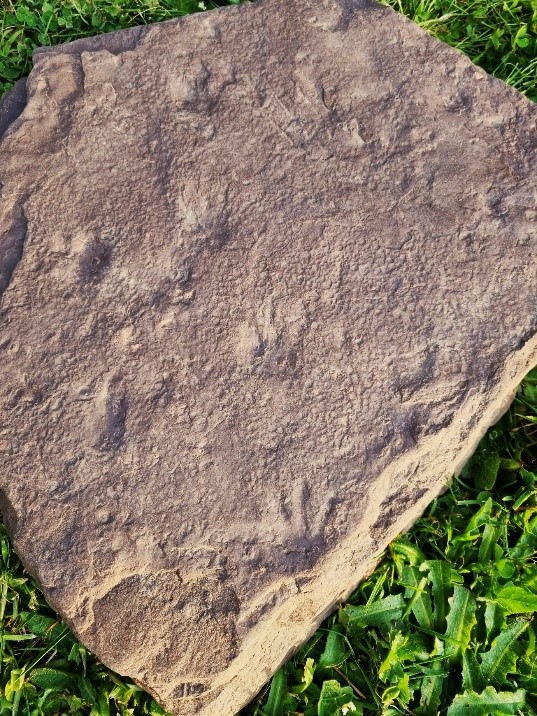 reptile fossil.jpg
